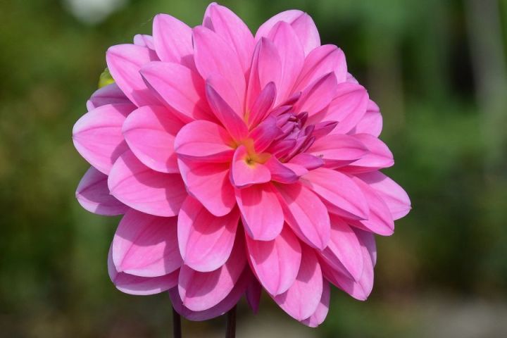 beautiful pink flower