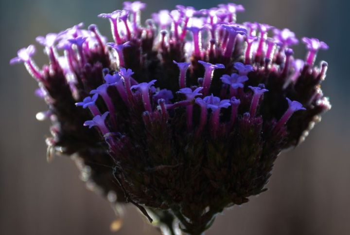 close-up photo of a plant
