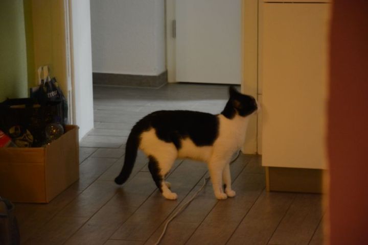 My cat is curious about the other rooms 3