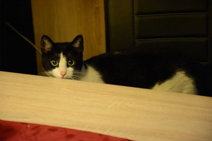 My cat is curious about the other rooms 4