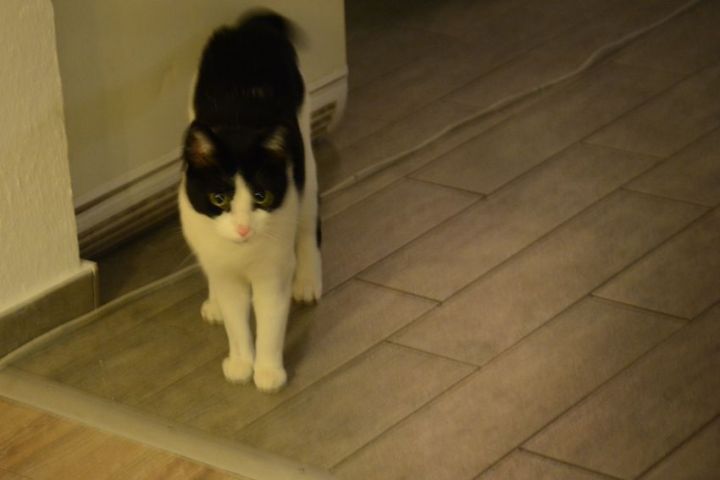 My cat is curious about the other rooms 5