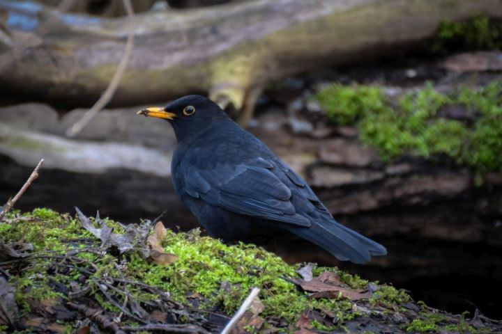 Blackbird Cropped