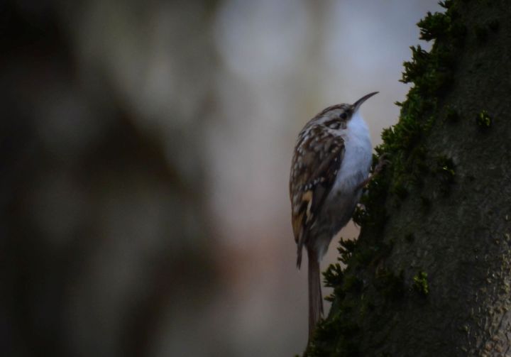 Eurasian treecreeper