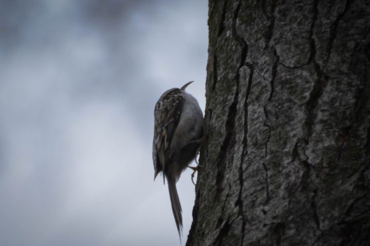 Eurasian treecreeper