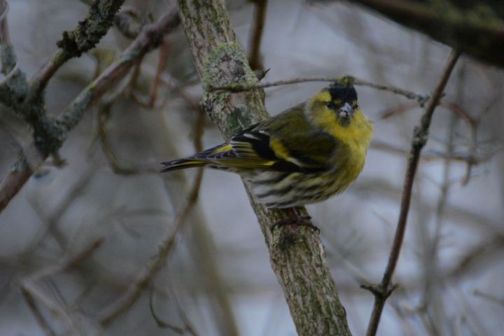 little yellow green bird