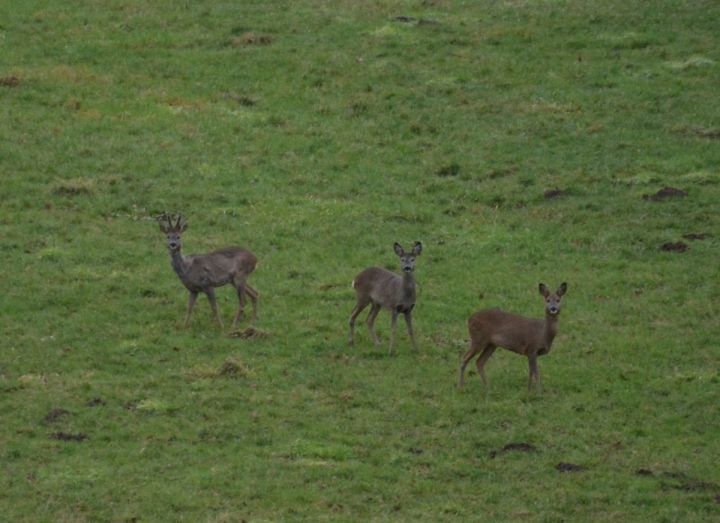 Wild Deer In Germany