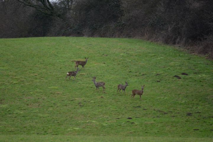 Wild Life In Germany