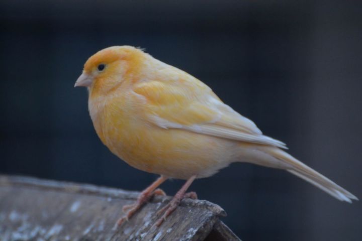Yellow Bird