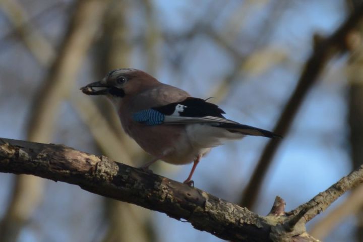 Eurasian jay
