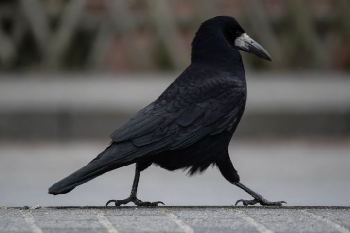 Rook bird