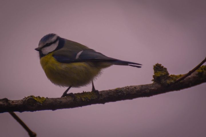 Beautiful Bluetit Bird