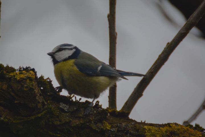 Eurasian Blue Tit