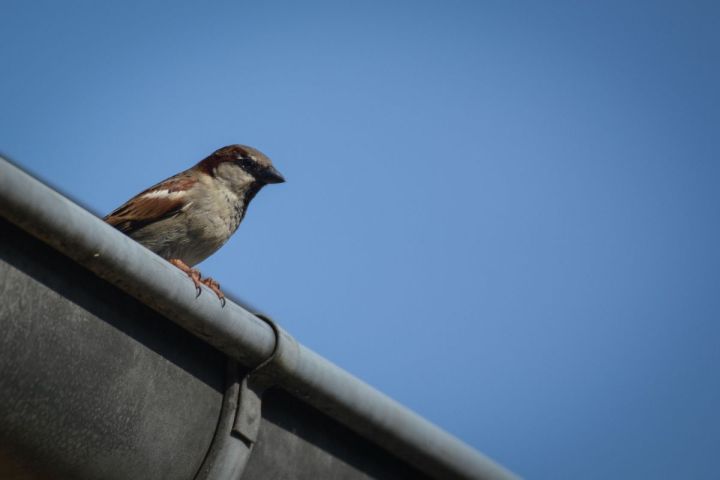 female house sparrow