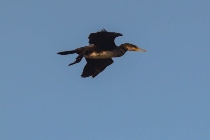Flying Cormorant