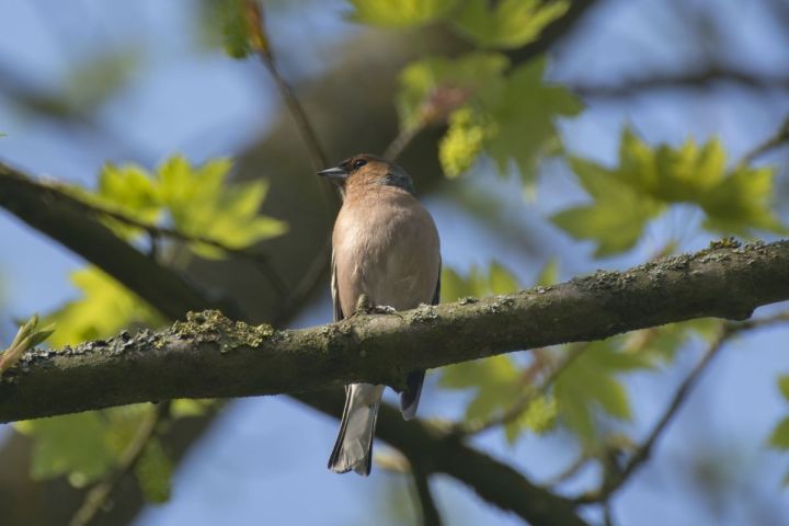 Common Chaffinch