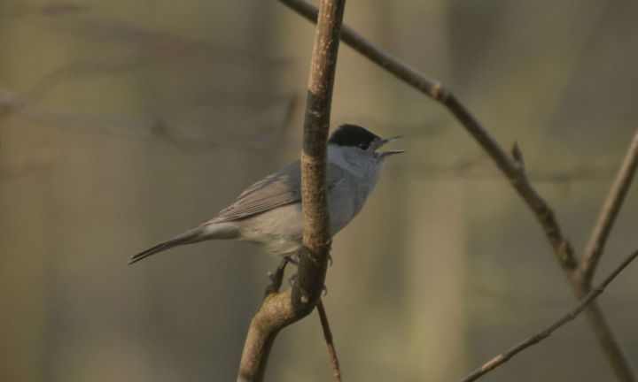 Eurasian blackcap bird