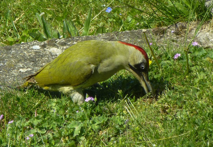 Green Woodpecker