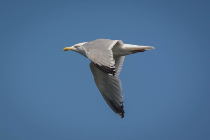 Herring Gull