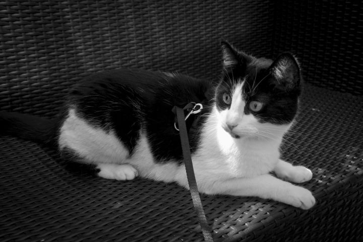 Shyna on the terrace