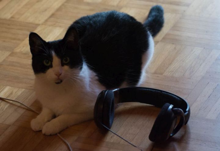 Cat and Headphones