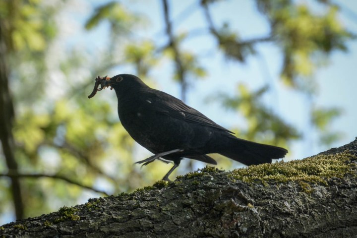 Common Blackbird