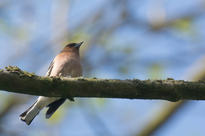 Common Chaffinch