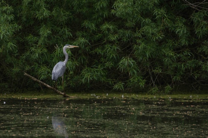 Grey heron
