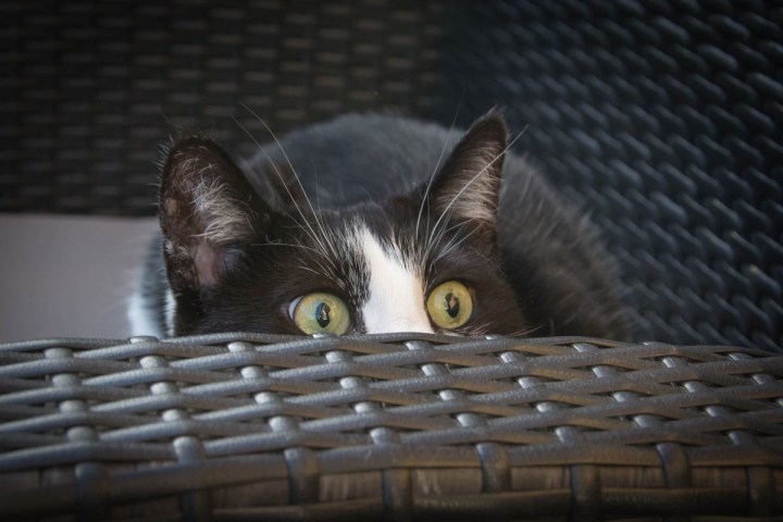 Shyna The Fur Monster