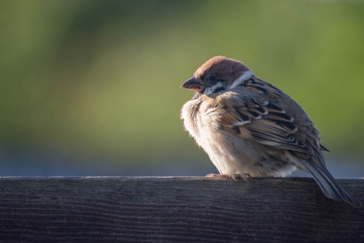 Sparrow