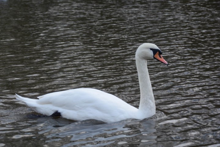 Swan