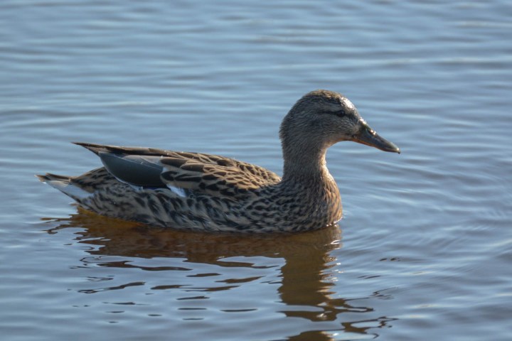 Beautiful Duck