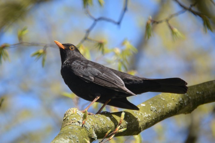 Common Blackbird Close-Up