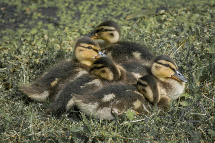 Cute Ducklings