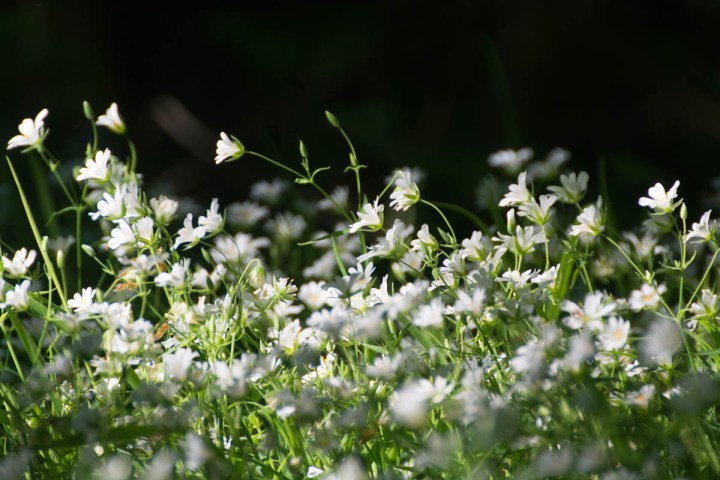 Forest Flowers