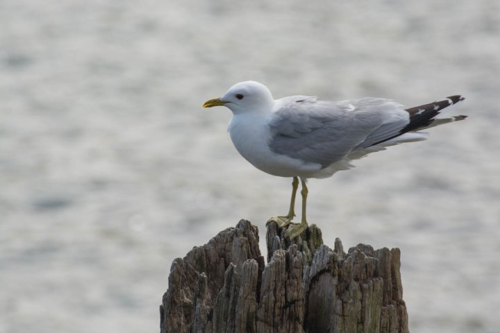 Herring Gull