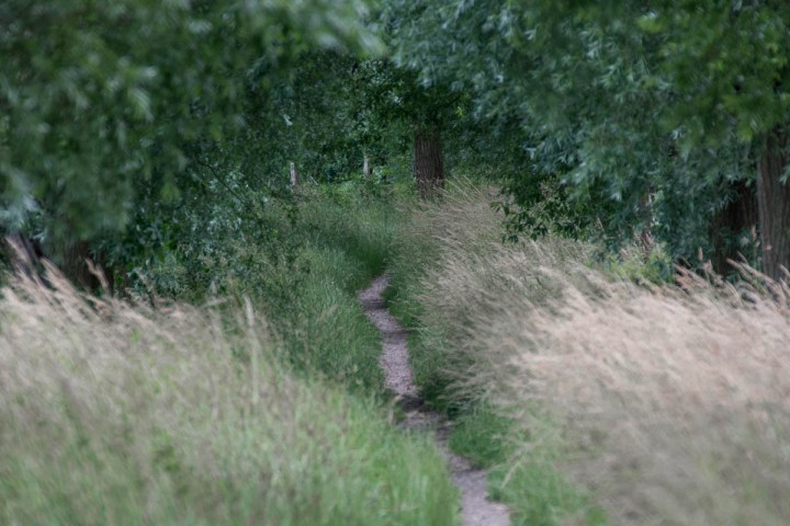 Narrow Path