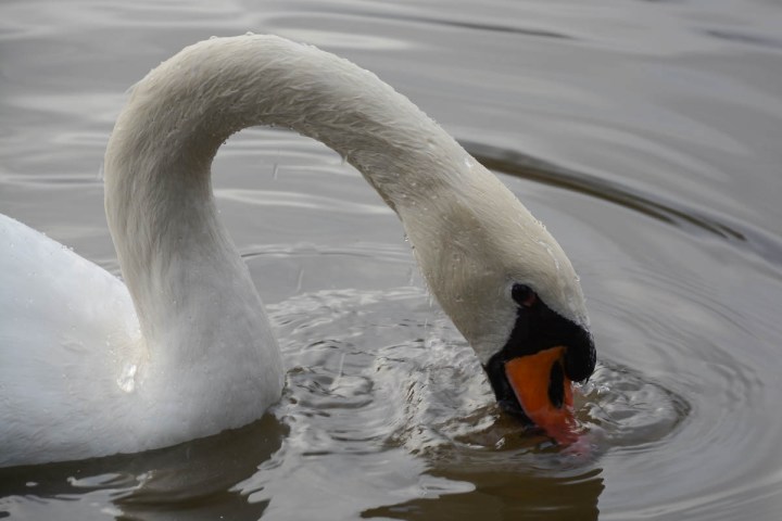 Swan