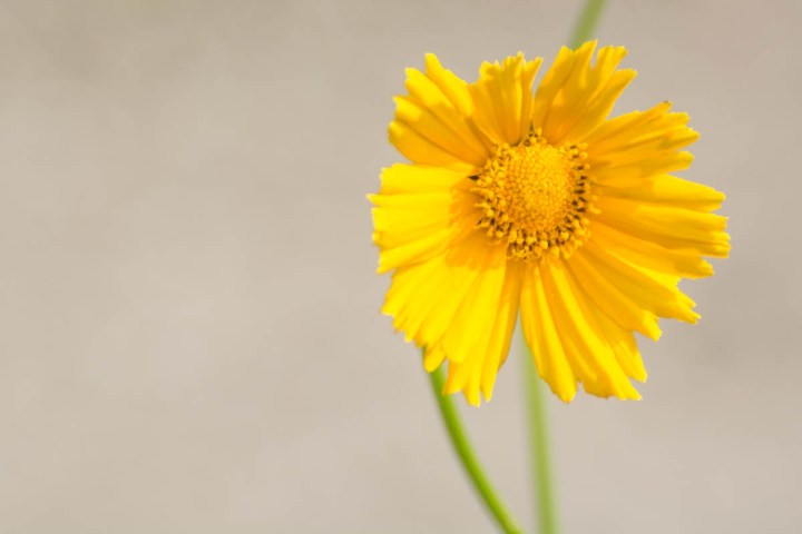 Yellow Flower