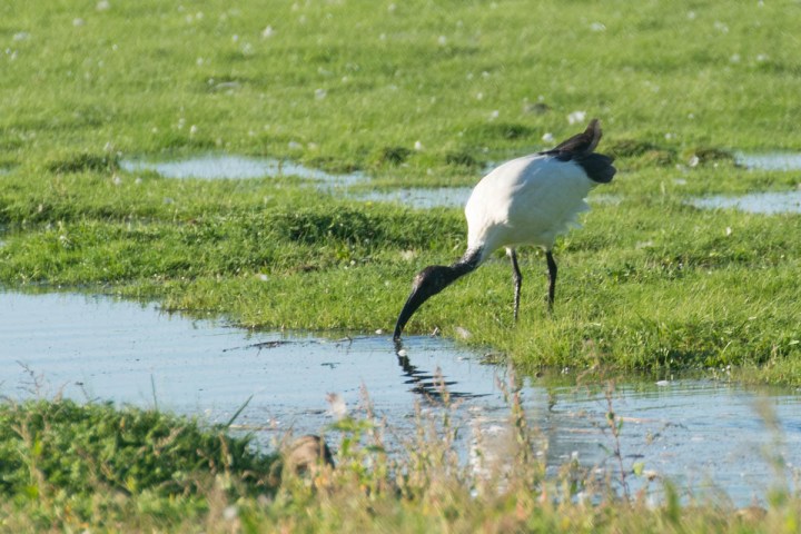 African sacred ibis - Threskiornis aethiopicus - Heiliger Ibis