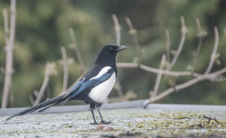 Eurasian magpie