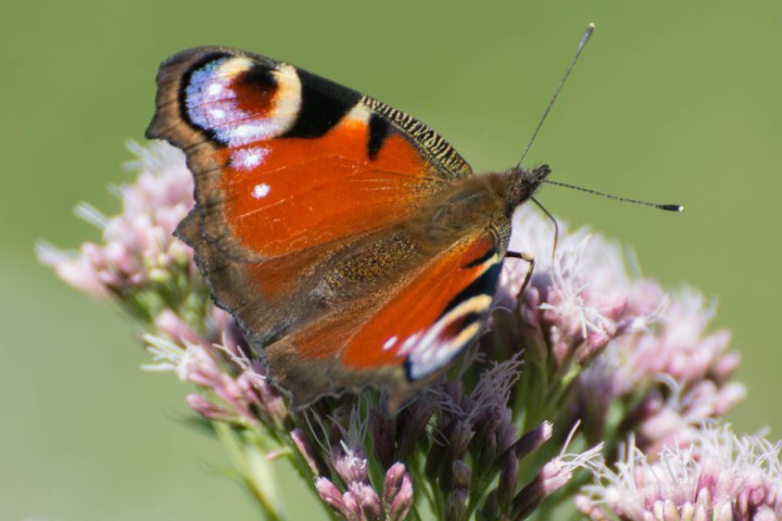 European Peacock Butterfly