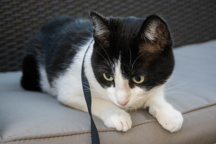 cat-ouside-terrace-quest-snapshot-1