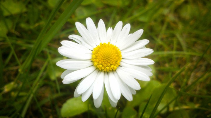 daisy