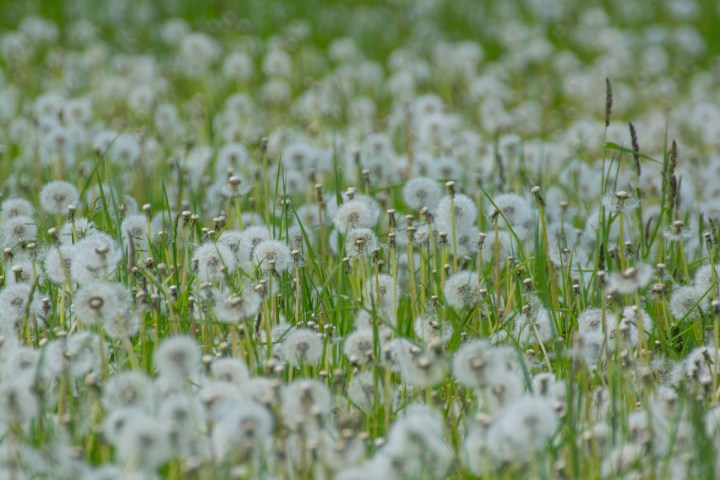 dandelion-seed-heads
