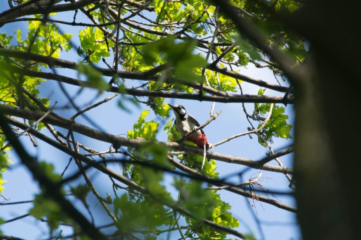 great-spotted-woodpecker-without-crop