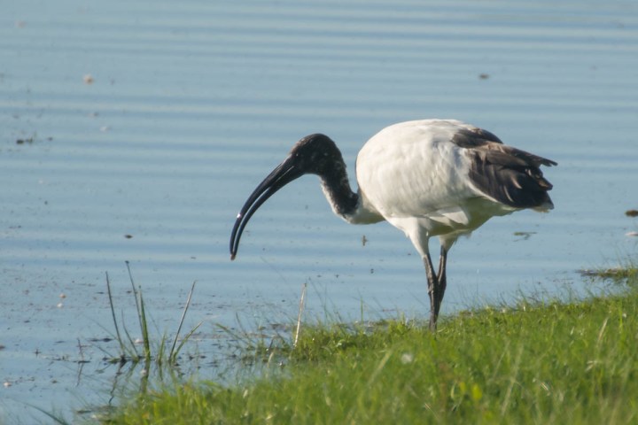 african-sacred-ibis