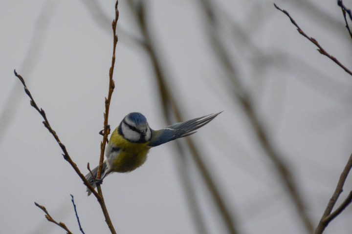 eurasian-blue-tit
