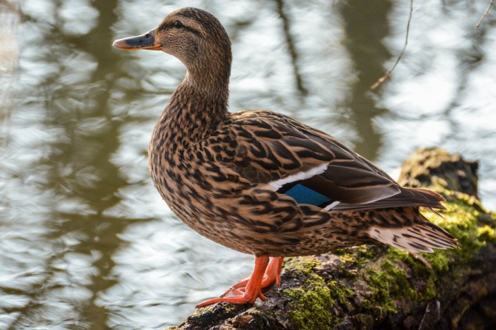 female-mallard