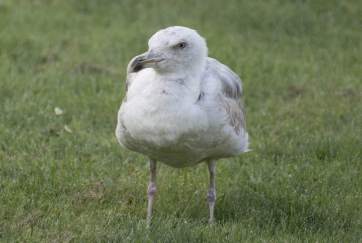 glaucous-gull