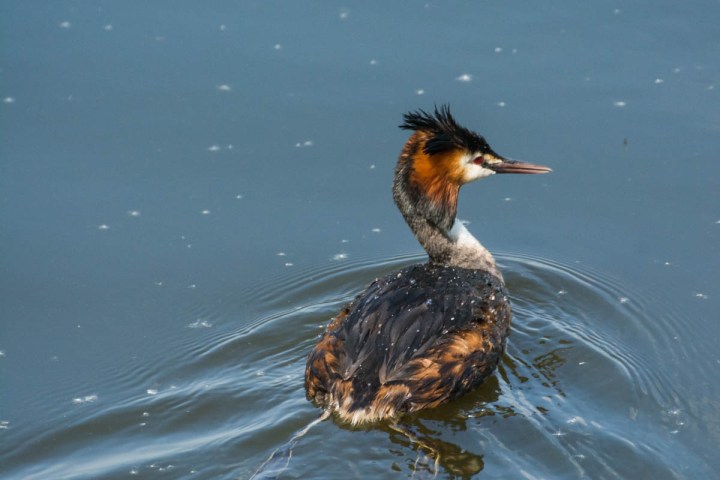 great-crested-grebe